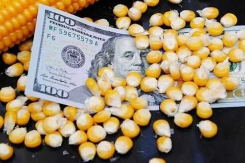 Ціни на кукурудзу почали зростати - INFBusiness