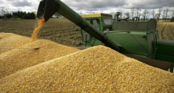 Експорт зерна різко підскочив - INFBusiness