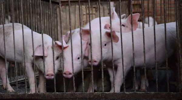 Обсяг реалізації свиней на забій зріс