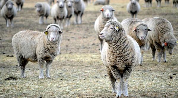 Українських овець купує лише одна країна - INFBusiness