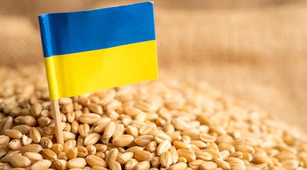 USDA прогнозує падіння експорту пшениці з України до 10-річного мінімуму - INFBusiness