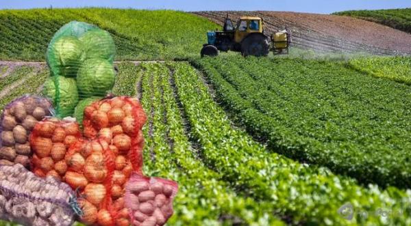 Аграрії Волині під картоплю та овочі відвели понад 100 тис. га - INFBusiness