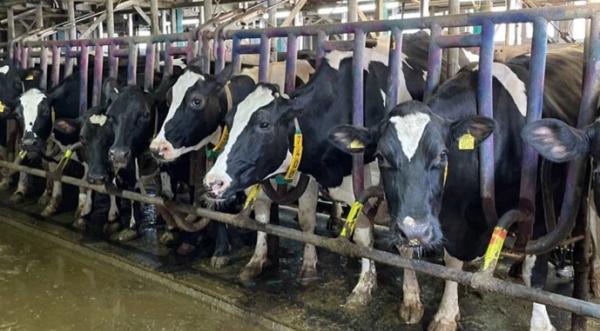 Промислове виробництво молока продовжує зростати - INFBusiness