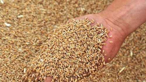 На Україну чекає зменшення врожаїв і погіршення якості зерна, – Павло Коваль - INFBusiness