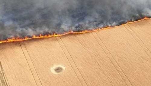 На Донеччині внаслідок влучання боєприпасів цьогоріч знищено 740 га пшениці - INFBusiness