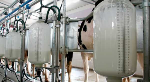 Спека піднімає ціни на молоко - INFBusiness