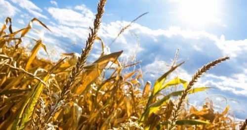 Погодні умови другої декади липня були несприятливими для пізніх сільгоспкультур, – Укргідрометеоцентр - INFBusiness