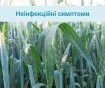 Хвороби озимої пшениці: основні види - INFBusiness