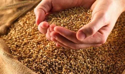 В Грузії прогнозують рекордну врожайність пшениці - INFBusiness