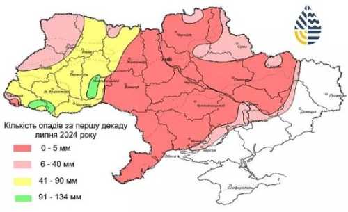 Липнева спека: в деяких регіонах від посухи загинув соняшник - INFBusiness