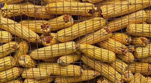 Рекордна спека зменшить експорт кукурудзи на 20% - INFBusiness