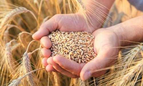 Палестина отримала зерно в рамках гуманітарної програми «Grain from Ukraine» - INFBusiness