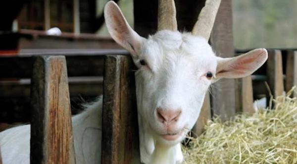 Україна потроїла експорт овець та кіз - INFBusiness