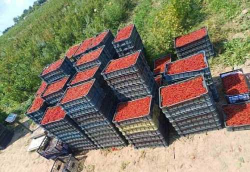 Замість руїн та сміттєзвалища – ягідна плантація - INFBusiness