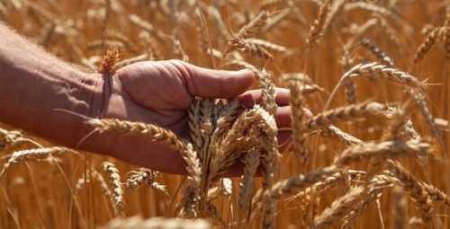 Урожай ранніх культур на Львівщині зріс на 5% порівняно з минулим роком - INFBusiness