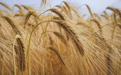 Фермери стримують продажі ячменю в очікуванні кращих цін - INFBusiness