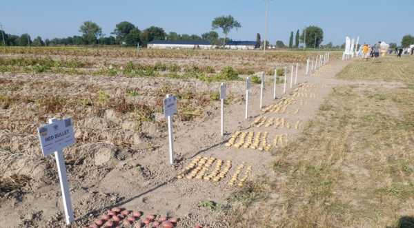 Нідерланди продовжують підтримувати українську галузь картоплярства - INFBusiness