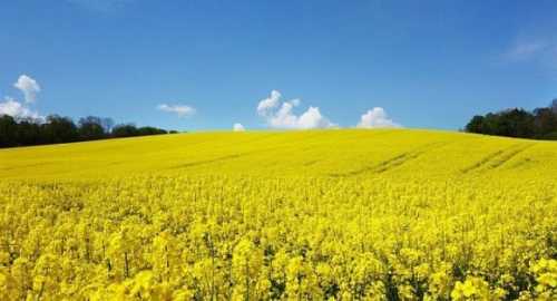 Трейдери активно купують український ріпак, підтримуючи ціни на високому рівні - INFBusiness