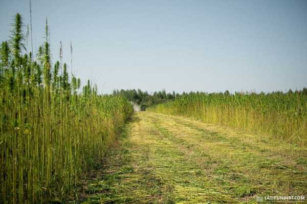 Ma'Rijany Hemp Company вперше збирає технічні коноплі. З якою врожайністю та яку техніку пригнали з Європи? - INFBusiness