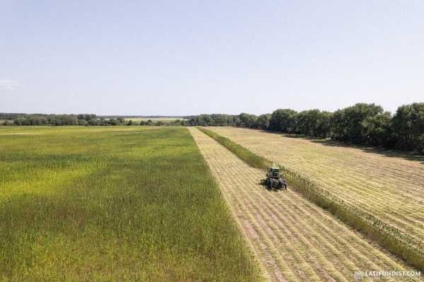 Ma'Rijany Hemp Company вперше збирає технічні коноплі. З якою врожайністю та яку техніку пригнали з Європи? - INFBusiness