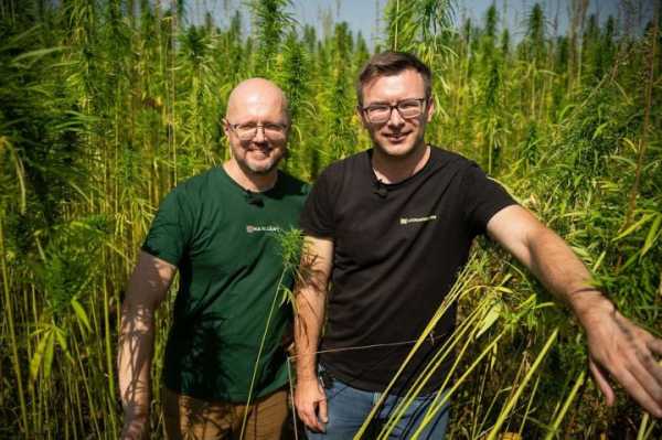 Ma'Rijany Hemp Company вперше збирає технічні коноплі. З якою врожайністю та яку техніку пригнали з Європи? - INFBusiness