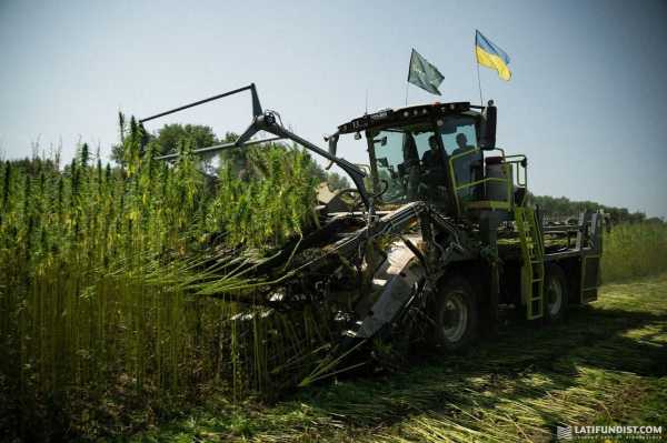 Ma'Rijany Hemp Company вперше збирає технічні коноплі. З якою врожайністю та яку техніку пригнали з Європи? - INFBusiness