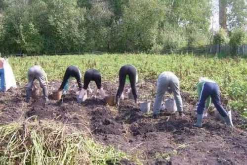 Фахівці Донецької адміністрації порахували, скільки овочів зібрало населення - INFBusiness