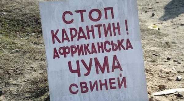 В Україні цього року зареєстровано понад 70 спалахів АЧС - INFBusiness