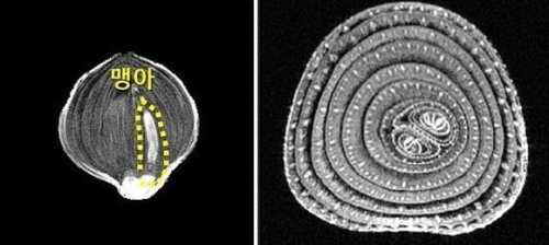 У Південній Кореї розробили технологію для зменшення псування цибулі - INFBusiness