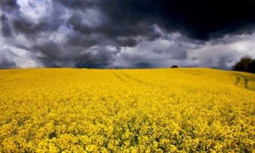 Corteva оголошує про намір співпраці з bp для розробки біопаливної сировини з низьким вуглецевим слідом - INFBusiness