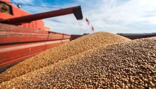 Grain from Ukraine розширює асортимент поставок продовольства - INFBusiness