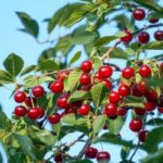 Какую вишню выбрать?