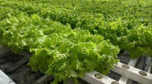 Нова нанотехнологія може суттєво змінити аграрні практики у світі