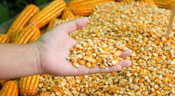 Кукурудза в Україні уже дорожча за продовольчу пшеницю - INFBusiness