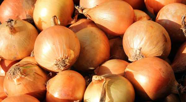 Ціни на цибулю падають через низьку якість продукції - INFBusiness