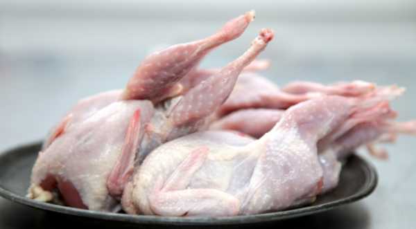 Продукція птахівництва йтиме на ринки Азії замість ЄС - INFBusiness