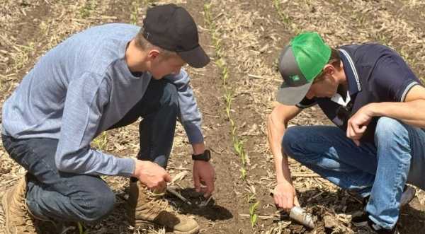 Відомі перші результати обліку сходів кукурудзи на Прибутковому полі - INFBusiness