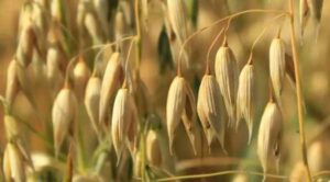 У Канаді створили перші генетично редаговані сорти вівса