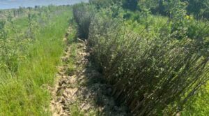 БЕБ виявило махінації з грантами на сади у Закарпатській області
