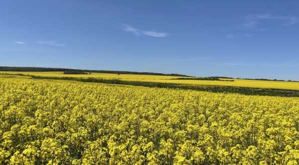 Альтернаріоз на ріпаку: як запобігти поширенню - INFBusiness