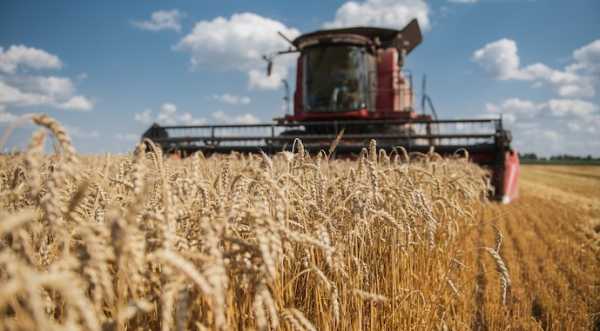 Жнива на півночі України стартують наприкінці липня - INFBusiness