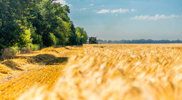 На Одещині стартували жнива - INFBusiness