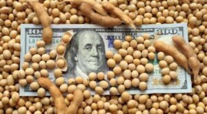 Україна втратить 17 млрд грн через олійні правки