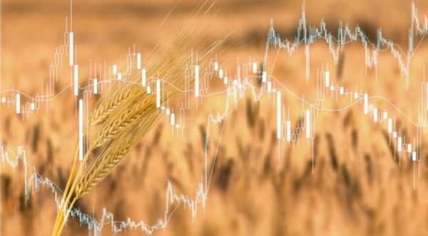 Ринок ячменю: попит Китаю формуватиме ціни - INFBusiness