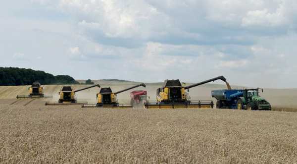 Мінагрополітики покращило прогноз урожаю в Україні - INFBusiness