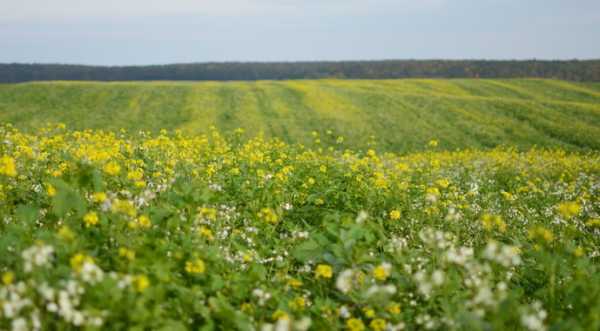 На Agritechnica значної уваги приділять темі регенеративного землеробства - INFBusiness