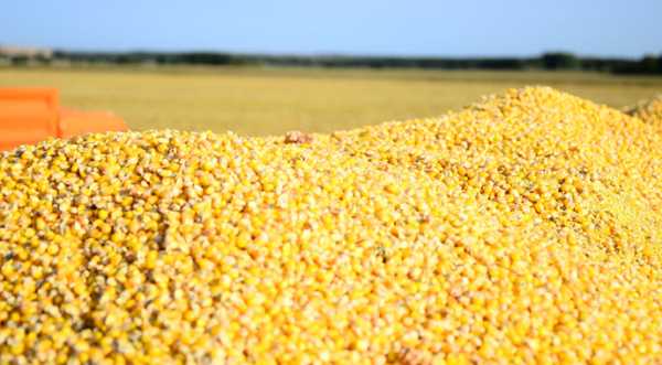 USDA покращило прогноз виробництва кукурудзи в Україні - INFBusiness