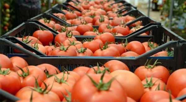 Імпорт агропродукції до України збільшився на 10% - INFBusiness