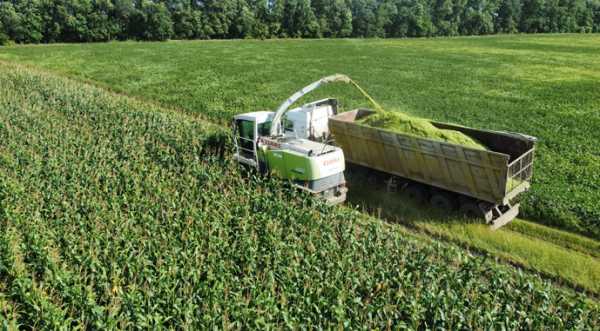 Основні кроки підготовки збору кукурудзи на силос - INFBusiness