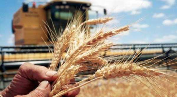 На Кіровоградщині зібрали 2 млн т ранніх культур - INFBusiness